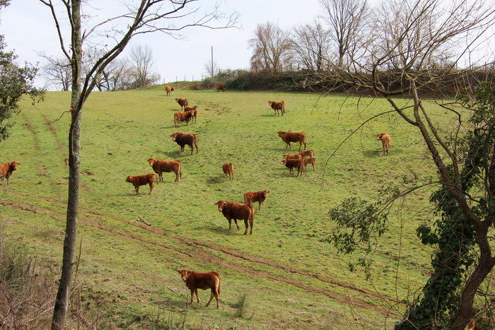 Animali al pascolo